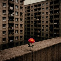 Pfingstrose - Single - Kalazh44