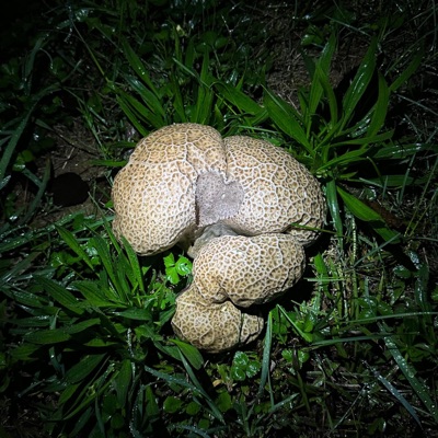 peace of mind 4 u 2 - Single