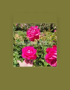 Hör dir Gelen Bermúdez an, schau dir Musikvideos an, lies die Biografie, finde Tourdaten und mehr!