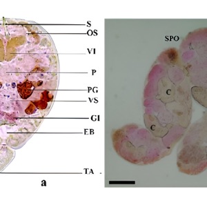 parasite