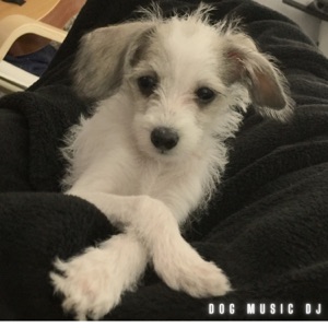 Sweet Pea's Lullabies: Dog Lullabies