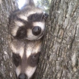 all i can (feat. ecoys) Nyli