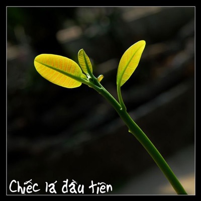 Chiếc Lá Đầu Tiên