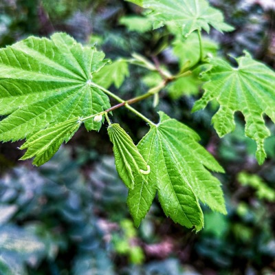 Miniscule as Bugs - Single