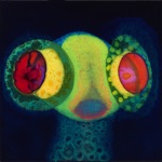 Thee Oh Sees - Earthling