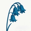 Icon This Is…the Bluebells