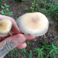 Golden teacher speakers - Single - Ruski 223