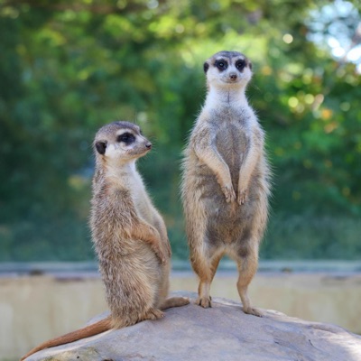 Surikata flow (feat. MDTBOIII) - Single