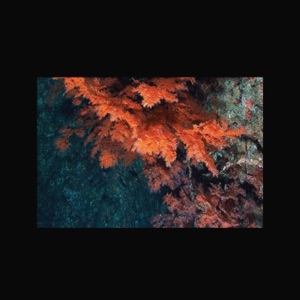 Pictures of Flowers - Single