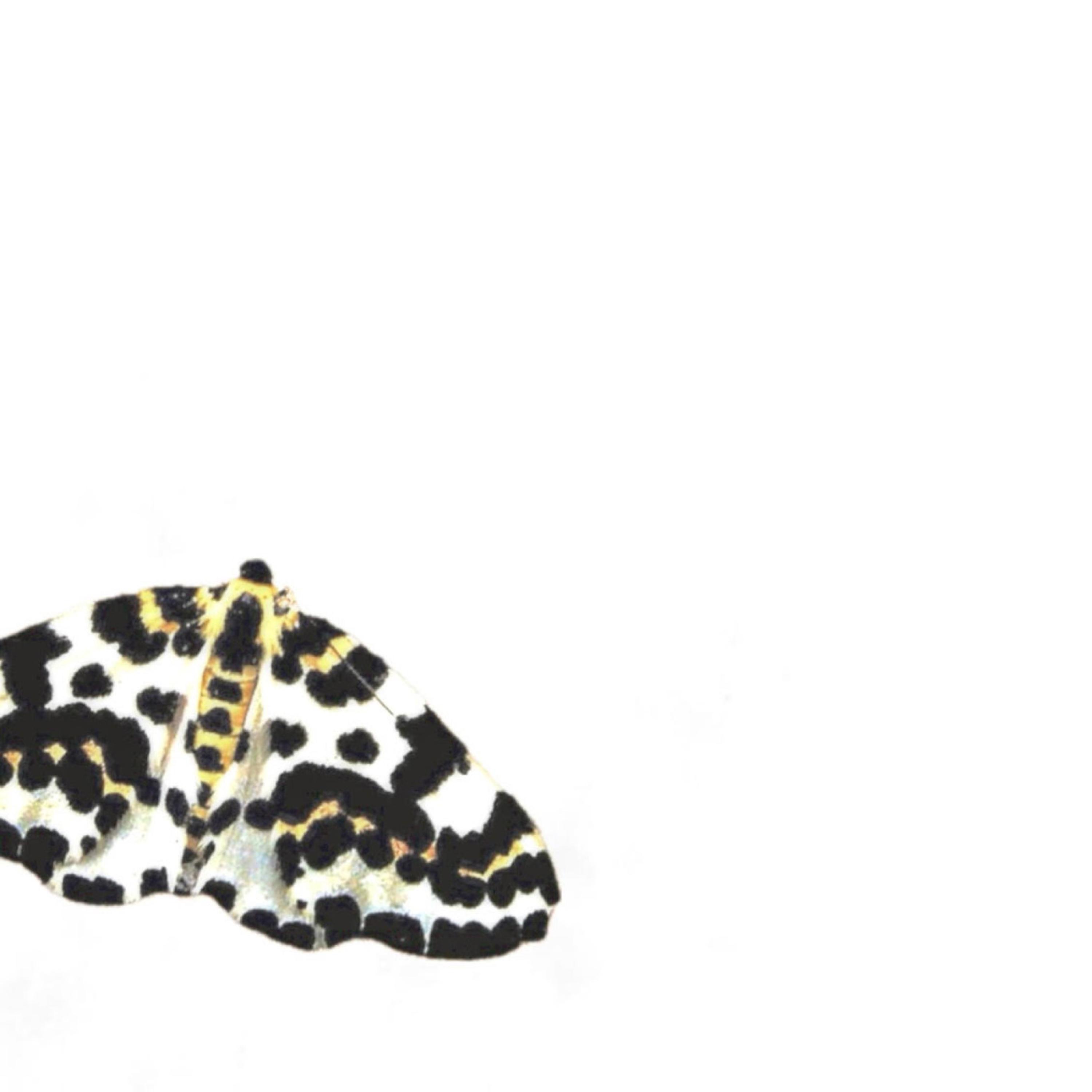 Cheetah Print Butterfly