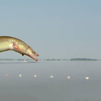 Jawless - Single - OXIS