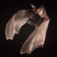 CDC - Single - Ponsuda.