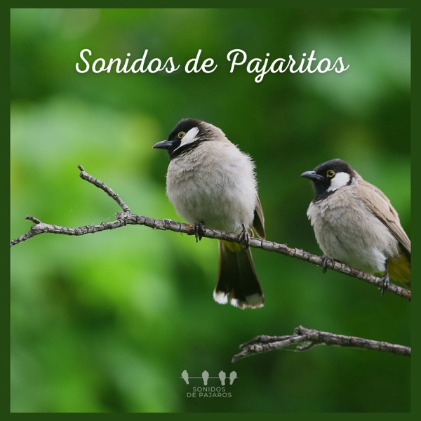 Sonidos de Pajaritos