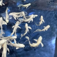 Bread (feat. AlexxFoess) - Single - Crema007