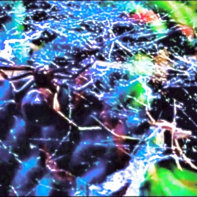 black widow - Single