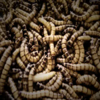 Listen to WORMS by Little D