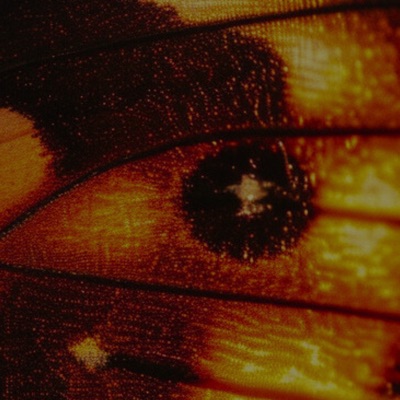 Musiamor - she like to be different