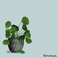 Nurtured - Single - terrarium.