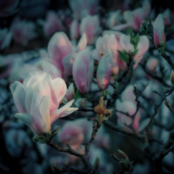 Fragile - Claudio Constantini Cover Art