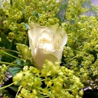 Salvame - Single - JanG