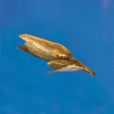 Or Sobre Blau - caçar un ull