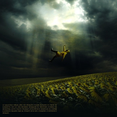 DATURA STRAMONIUM - Single
