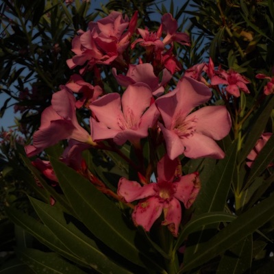 Ra7...Tkhattayna | راح... تخطينا - Single