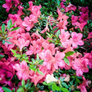 PARADISO #1 - Le Jardin de Pépé Jean - Sumac Dub & Jardin Secret