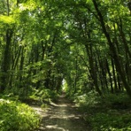 Shimmering Forest - Single