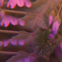 Rain Check (The Day After) - Single - Kooma