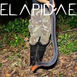 rain (feat. Nikita & Craz) Elapidae