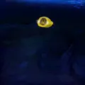 Submarine Chill
