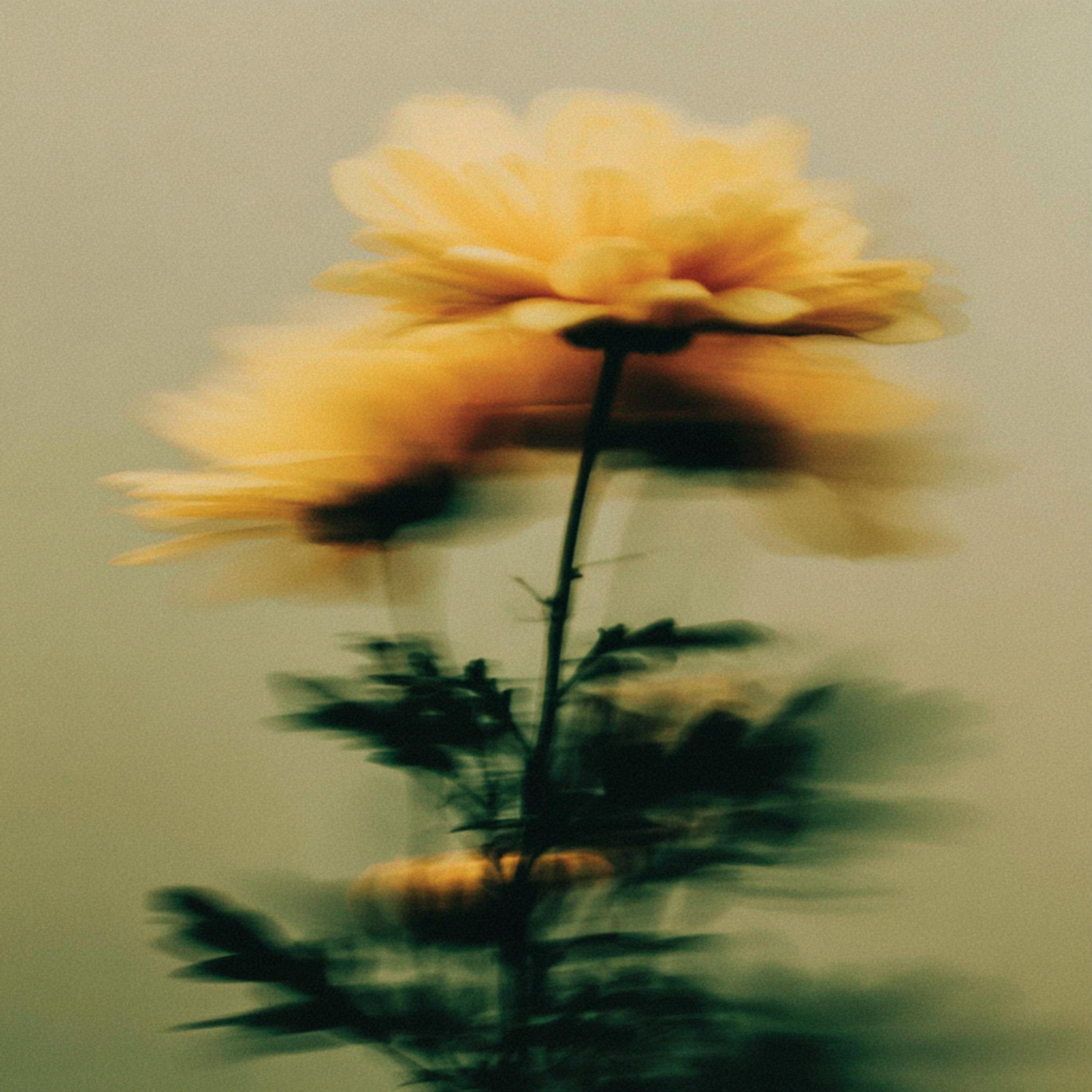 Dahlia Noire - Wasting Time With You