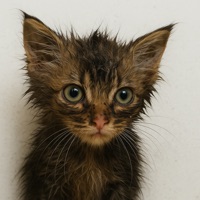 Безпризорник - Single - Коля Стравинский