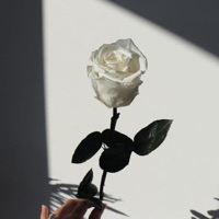 Album cover for Not Allowed - Instrumental - Single by Luke Willies