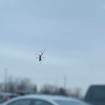 why you'll find us in the morgue (feat. Shyfox) - Single