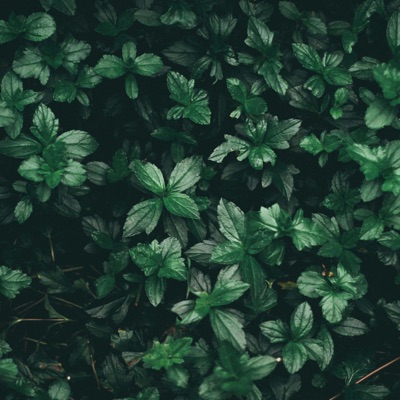 Making Drill (lol) - Single