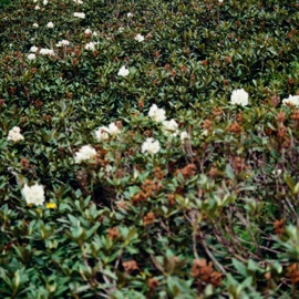 на части Udar & Iscomnut