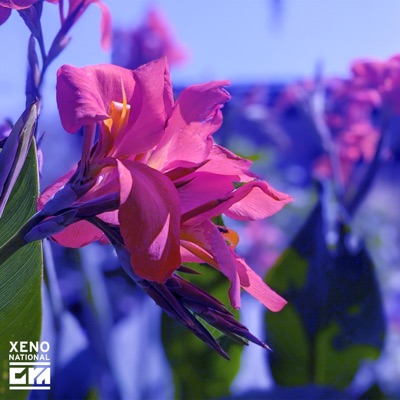 Xenonational - Single