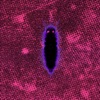 Petrified Microdot cover art