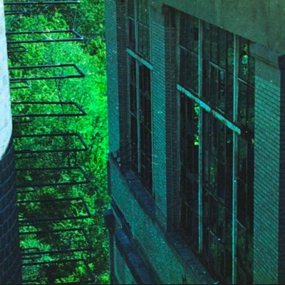 Frogs in the leaves - Single