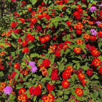 PSG - Single - Godbey