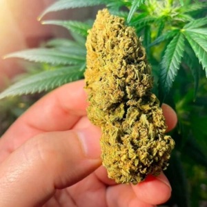 FLOR (feat. hash7)