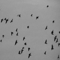 Chłód - Single - Lav'