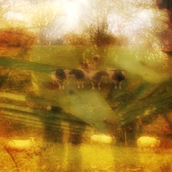 counting sheep