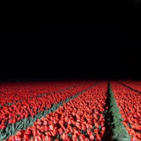 Away With the Sand - Single - Password