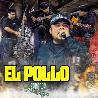 EL POLLO (EN VIVO) - Single - Leonardo Murillo