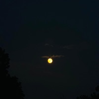 REALS - Single - TL3 JIGGA