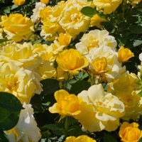 *+YELLOW ROSES+* (feat. Nevi) - Single - Kurly Q