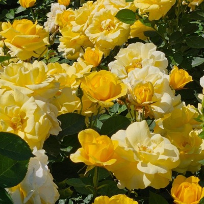 *+YELLOW ROSES+* (feat. Nevi) - Single